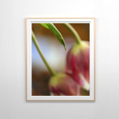 Poster Tulipes roses encore vie