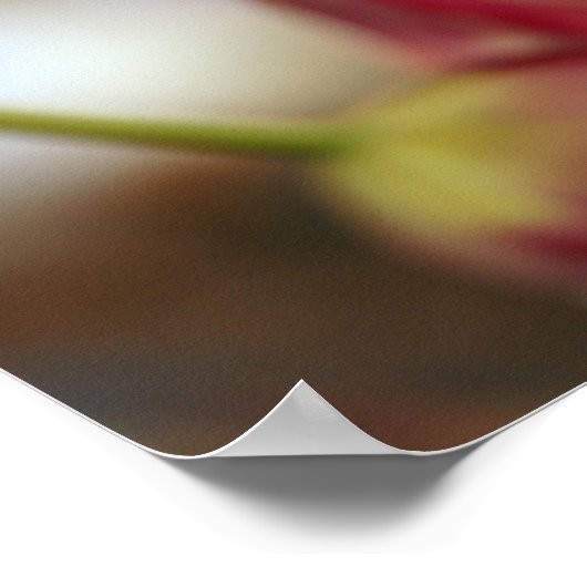 Poster Tulipes roses encore vie (Coin)