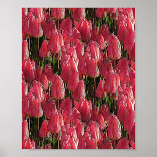 Poster Tulipes roses florales