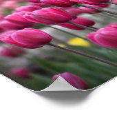 Poster Tulipes roses - Montréal (Poster) (Coin)