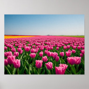 Poster Tulipes roses vibrantes dans un champ printanier