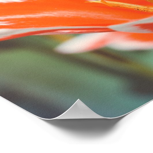 Poster Tulipes rouges (Coin)