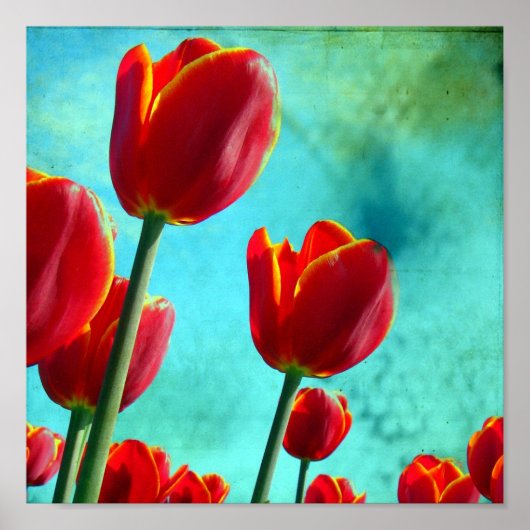 Poster Tulipes rouges (Devant)