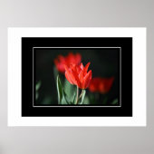 Poster Tulipes rouges (Devant)