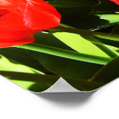 Poster Tulipes rouges (Coin)