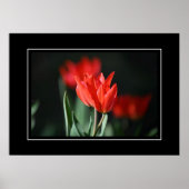Poster Tulipes rouges (Devant)
