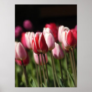 Poster Tulipes rouges et blanches et roses