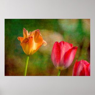 Poster Tulipes rouges et jaunes sur arrière - plan textur