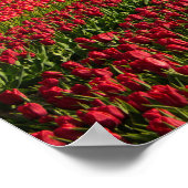 Poster Tulipes rouges et un moulin à vent (Coin)