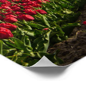 Poster Tulipes rouges et un moulin à vent (Coin)