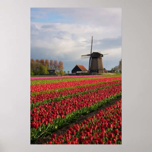 Poster Tulipes rouges et un moulin à vent (Devant)