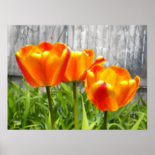 Poster Tulipes rouges flambées jaunes