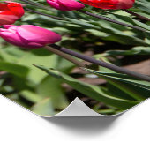 Poster Tulipes rouges le jour d'été (Coin)