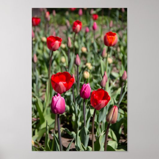 Poster Tulipes rouges le jour d'été (Devant)