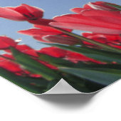 Poster Tulipes rouges sous un angle très bas, Cincinnati, (Coin)