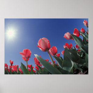 Poster Tulipes rouges sous un angle très bas, Cincinnati,