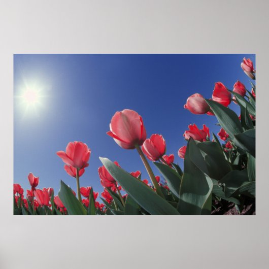 Poster Tulipes rouges sous un angle très bas, Cincinnati, (Devant)