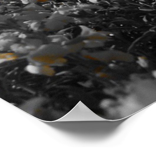 Poster Tulipes rousses (Coin)