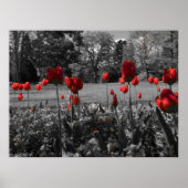 Poster Tulipes rousses (Devant)
