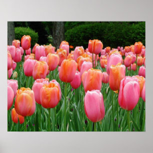 Poster Tulipes, tulipes, tulipes