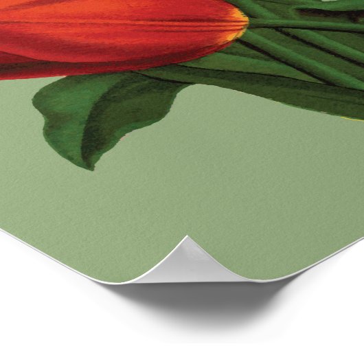Poster Tulipes vintages (Coin)