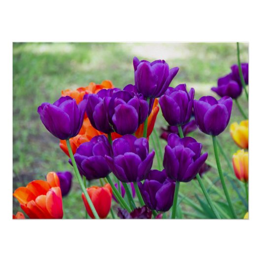 Poster Tulipes violettes foncées (Devant)