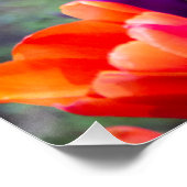 Poster Tulipes violettes foncées (Coin)