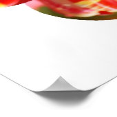 Poster Tulipes violettes, rouges et jaunes (Coin)