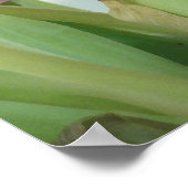 POSTER TULIPS (Coin)