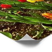 Poster Tulips Central Park NYC (Coin)