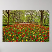 Poster Tulips Central Park NYC (Devant)