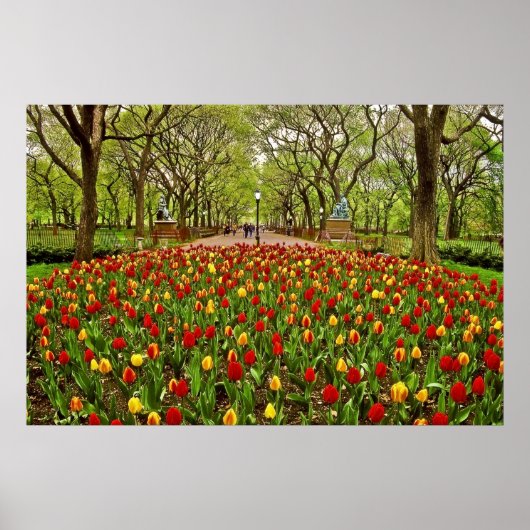 Poster Tulips Central Park NYC (Devant)