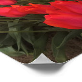 Poster Tulips Coral Pink (Coin)