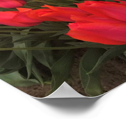 Poster Tulips Coral Pink (Coin)