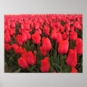 Poster Tulips Coral Pink (Devant)