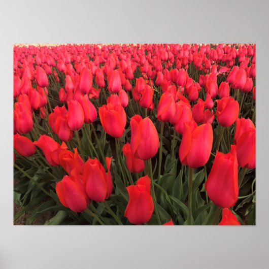 Poster Tulips Coral Pink (Devant)
