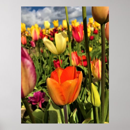 Poster Tulips du Colorful (Devant)