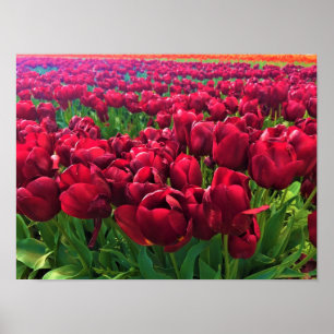 Poster Tulips rouges à Field, Oregon