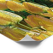 Poster Tulips Sunshine Yellow (Coin)