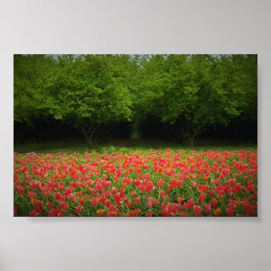 Poster Tulips & Trees (Devant)