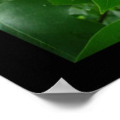 Poster Tulpbomen (Hoek)