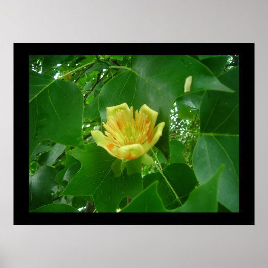 Poster Tulpbomen (Voorkant)