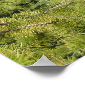 Poster Tumalo Falls (Coin)