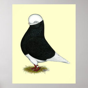 Poster Tumbler Pigeon Black Balle CL