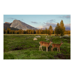 Poster Tuolumne Meadow, yosemite