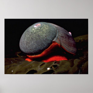 Poster Turban lisse (norrisii de Norrisia) Shell