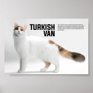 Poster Turc Van Cat Breed