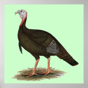 Poster Turkey: Eastern Wild Tom
