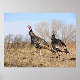 Poster Turkey Horizon
