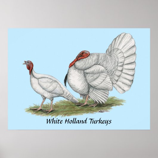 Poster Turkeys White Hollands (Devant)